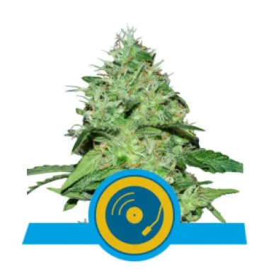 Royal Queen Cannabis Seeds Joanne S Cbd