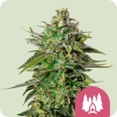 Royal Queen Cannabis Seeds Larry Og