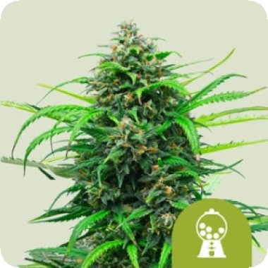 Royal Queen Cannabis Seeds Pink Runtz Auto