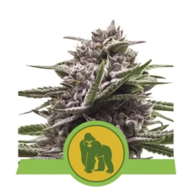 Royal Queen Cannabis Seeds Royal Gorilla Auto