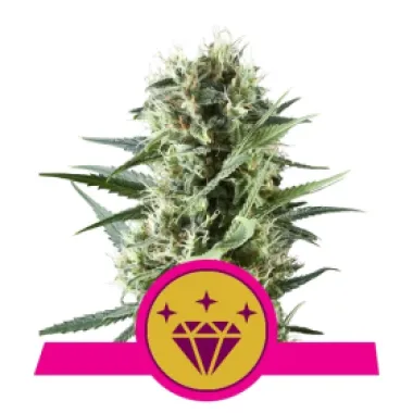 Royal Queen Cannabis Seeds Special Kush 1