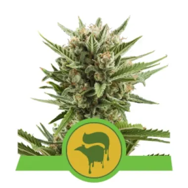 Royal Queen Cannabis Seeds Sweet Skunk Automatic