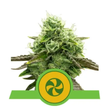 Royal Queen Cannabis Seeds Sweet Zz Auto