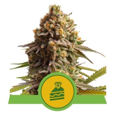 Royal Queen Cannabis Seeds Wedding Cake Auto