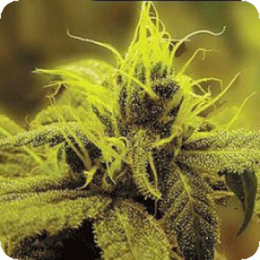 Sagarmatha Cannabis Seeds A1 Haze