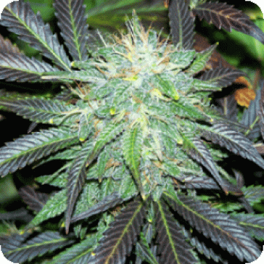 Sagarmatha Cannabis Seeds Black Buddha