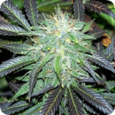 Sagarmatha Cannabis Seeds Black Domina Automatic