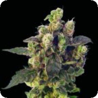 Sagarmatha Cannabis Seeds Blue Thunder