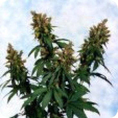 Sagarmatha Cannabis Seeds Blueberry Bud