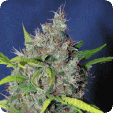 Sagarmatha Cannabis Seeds Bubbleberry