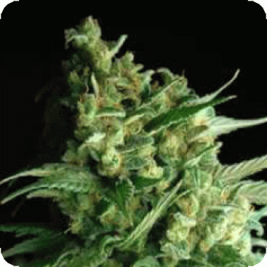 Sagarmatha Cannabis Seeds Double Bubbleberry