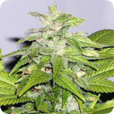Sagarmatha Cannabis Seeds Early Bird Skunk