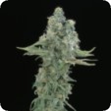Sagarmatha Cannabis Seeds Matanuska Mist