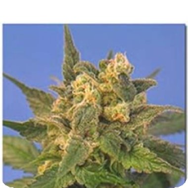 Sagarmatha Cannabis Seeds Midnight Blue