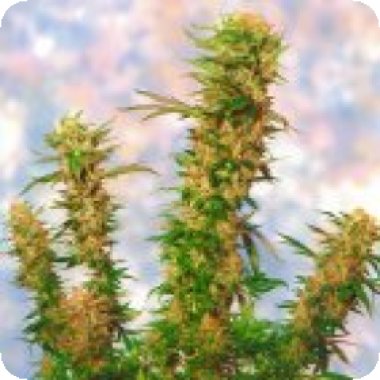 Sagarmatha Cannabis Seeds Mongolian Indica