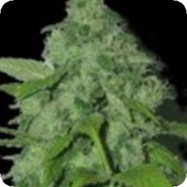 Sagarmatha Cannabis Seeds Purple Pinecone