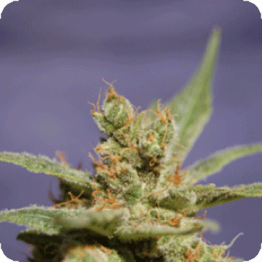 Sagarmatha Cannabis Seeds Rhode Island Skunk
