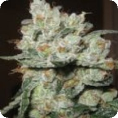 Sagarmatha Cannabis Seeds Santa Cruz Kush