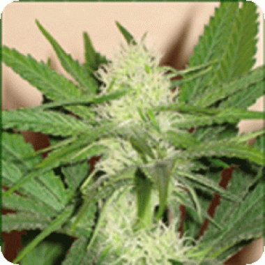 Sagarmatha Cannabis Seeds Skunk Wreck