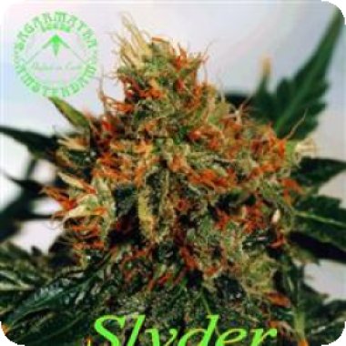 Sagarmatha Cannabis Seeds Slyder