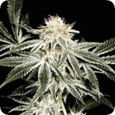 Sagarmatha Cannabis Seeds Solo Ryder