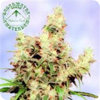 Sagarmatha Cannabis Seeds Stonehedge
