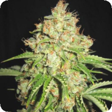 Sagarmatha Cannabis Seeds White Russian