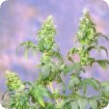 Sagarmatha Cannabis Seeds Yumbolt