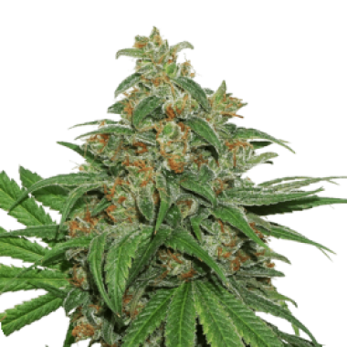 Cannabis  Seedstockers  Cannabis  Seeds  Ak420  Auto