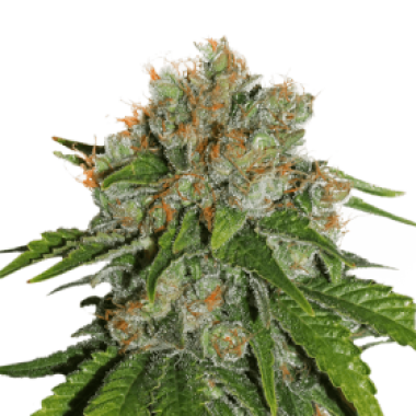 Cannabis  Seedstockers  Cannabis  Seeds  Amnesia  Auto