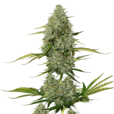 Cannabis  Seedstockers  Cannabis  Seeds  Bcn  Critical  Xxl  Auto