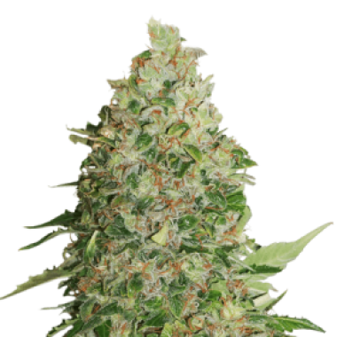 Cannabis  Seedstockers  Cannabis  Seeds  Bcn  Critical  Xxl