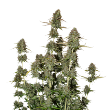 Cannabis  Seedstockers  Cannabis  Seeds  Bcn  Power  Plant  Auto