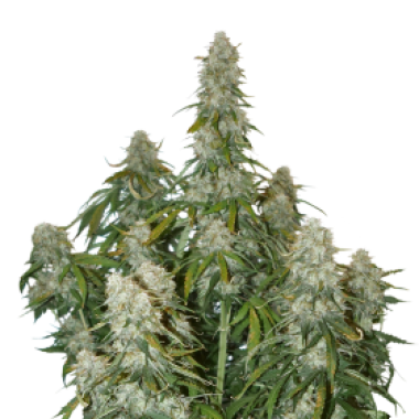 Cannabis  Seedstockers  Cannabis  Seeds  Big  Bud  Auto