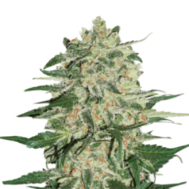 Cannabis  Seedstockers  Cannabis  Seeds  Big  Bud