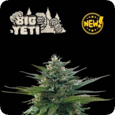 Cannabis  Seedstockers  Cannabis  Seeds  Big  Yeti