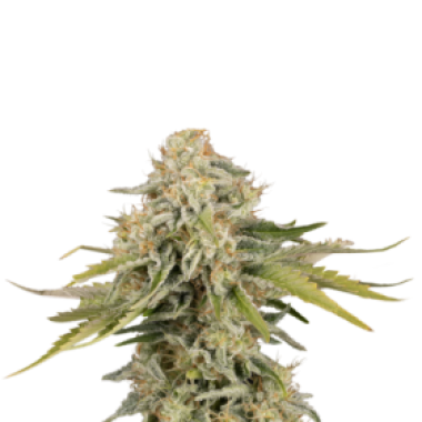Cannabis Seedstockers Cannabis Seeds Black Rainbow Auto