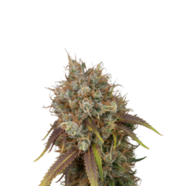 Cannabis  Seedstockers  Cannabis  Seeds  Black  Rainbow
