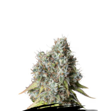 Cannabis  Seedstockers  Cannabis  Seeds  Bruce  Banner  Auto