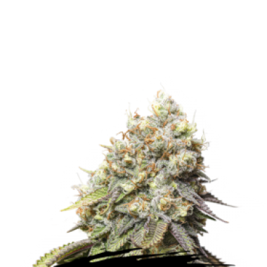 Cannabis  Seedstockers  Cannabis  Seeds  Bruce  Banner