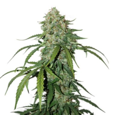 Cannabis  Seedstockers  Cannabis  Seeds  Cbd 1 1  Silver  Lime  Haze  Auto