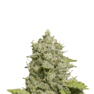 Cannabis  Seedstockers  Cannabis  Seeds  Cbd  Critical  Xxl  Auto