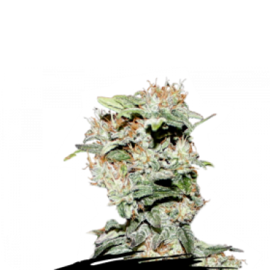 Cannabis  Seedstockers  Cannabis  Seeds  Cbd  Critical  Xxl