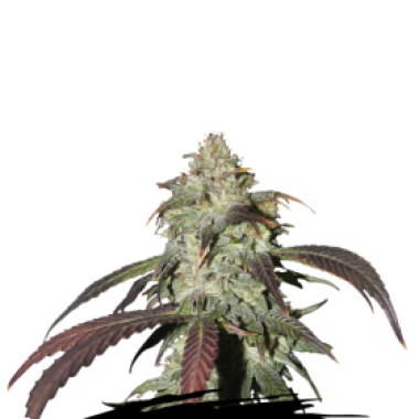 Cannabis  Seedstockers  Cannabis  Seeds  Cbd  Northern  Lights