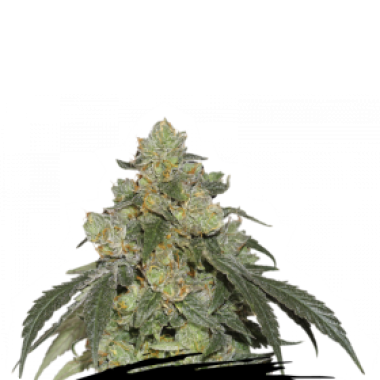 Cannabis  Seedstockers  Cannabis  Seeds  Cookies  And  Cream