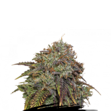 Cannabis Seedstockers Cannabis Seeds Gelato 41 Auto