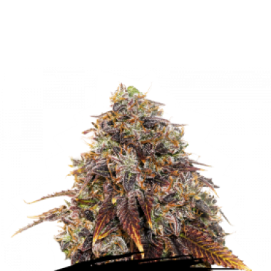 Cannabis Seedstockers Cannabis Seeds Gelato 41