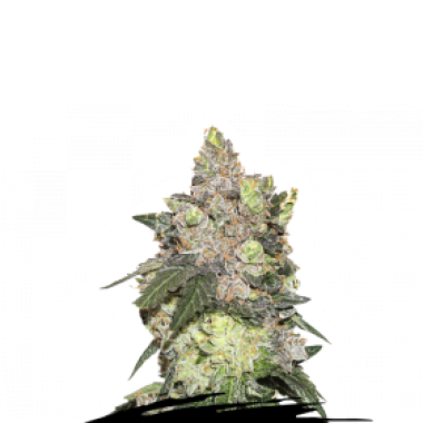 Cannabis Seedstockers Cannabis Seeds Girl Scout Cookies
