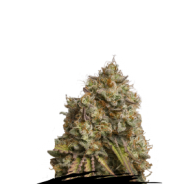 Cannabis Seedstockers Cannabis Seeds Gorilla Cookies