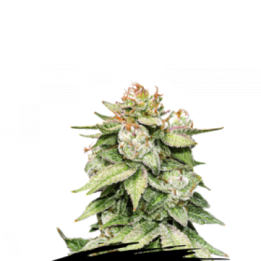 Cannabis Seedstockers Cannabis Seeds Gorilla Glue Auto